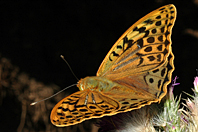 Argynnis pandora Argynnis pandora
